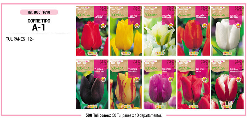 COFRE TIPO A1 -TULIPANES 500 BULBOS