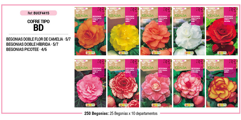 COFRE TIPO BD BEGONIAS DOBLES 250 BULBOS