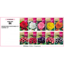 COFRE TIPO BX BEGONIAS Y GLOXINIAS 250 B