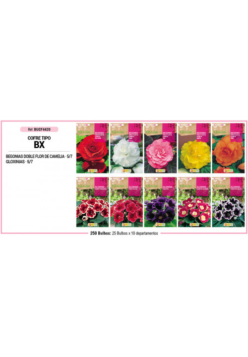 COFRE TIPO BX BEGONIAS Y GLOXINIAS 250 B