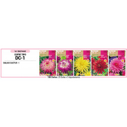 COFRE TIPO DC1 DALIAS CACTUS 100 BULBOS