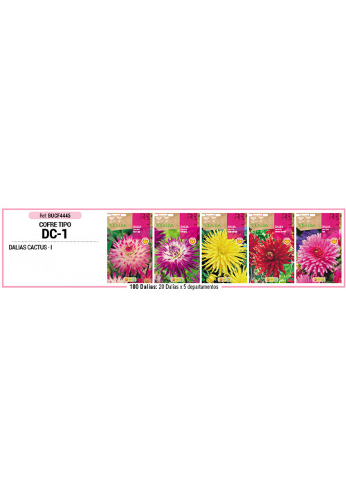COFRE TIPO DC1 DALIAS CACTUS 100 BULBOS