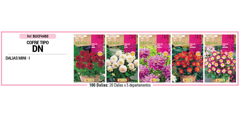 COFRE TIPO DN DALIAS ENANAS 100 BULBOS