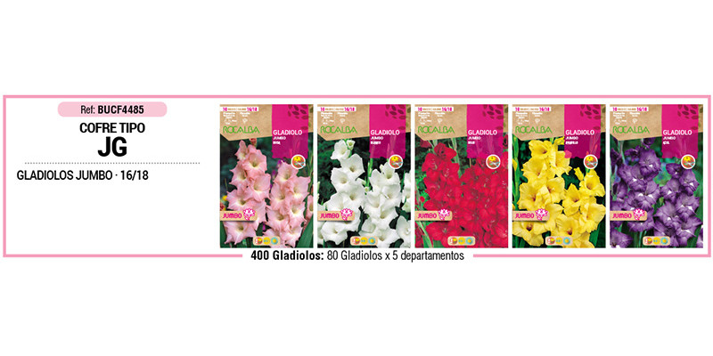 COFRE TIPO JG GLADIOLOS JUMBO 400 BULBO