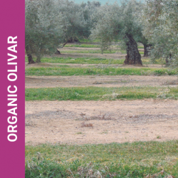 Organic olivar