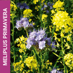 Meliplus primavera