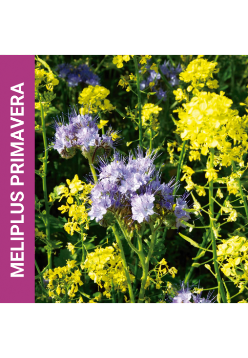 Meliplus primavera