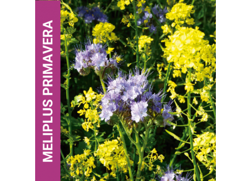 Meliplus primavera