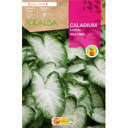 Caladium AARON