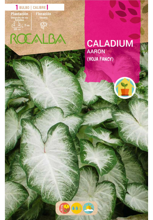 Caladium AARON