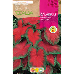 Caladium BOMBSHELL