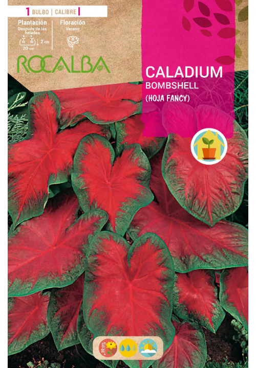 Caladium BOMBSHELL