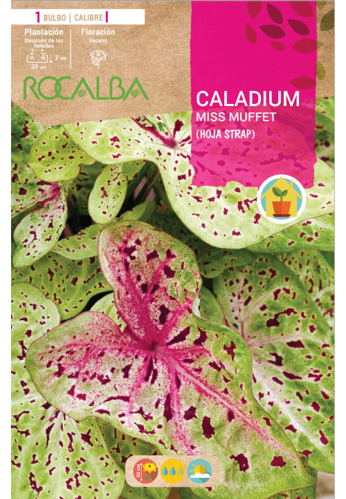 Caladium MISS MUFFET