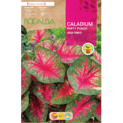 Caladium PARTY POUNCH