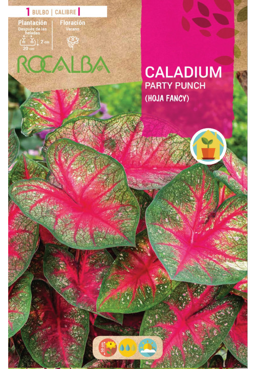 Caladium PARTY POUNCH