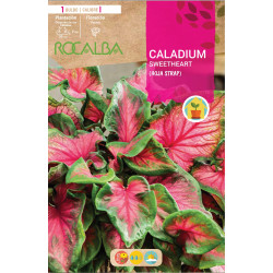 Caladium SWEETHEART