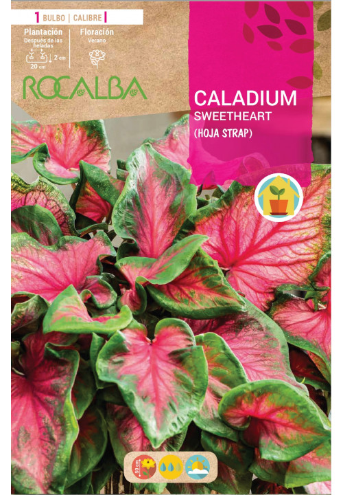 Caladium SWEETHEART