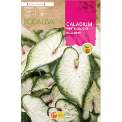 Caladium WHITE DELIGHT