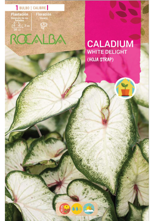 Caladium WHITE DELIGHT