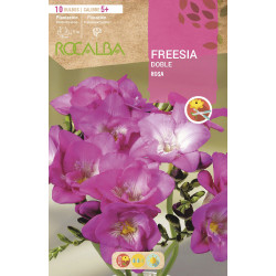 FREESIAS DOBLES -ROSA