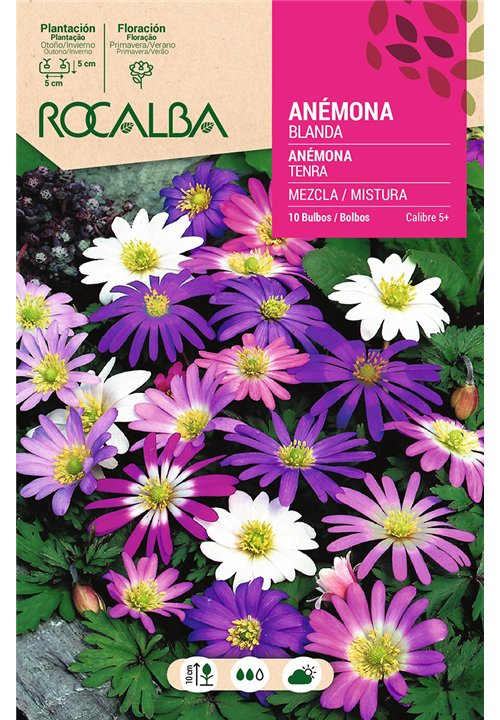 ANEMONAS BLANDA -MEZCLA DE COLORES