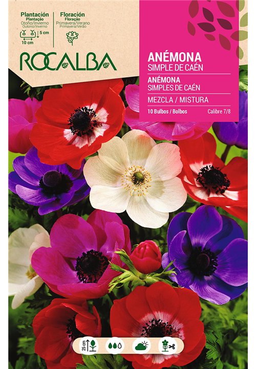 ANEMONAS S.DE CAEN -MEZCLA DE COLORES