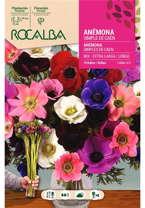 ANEMONAS SIMPLES CAEN EX.LARGA -MEZCLA