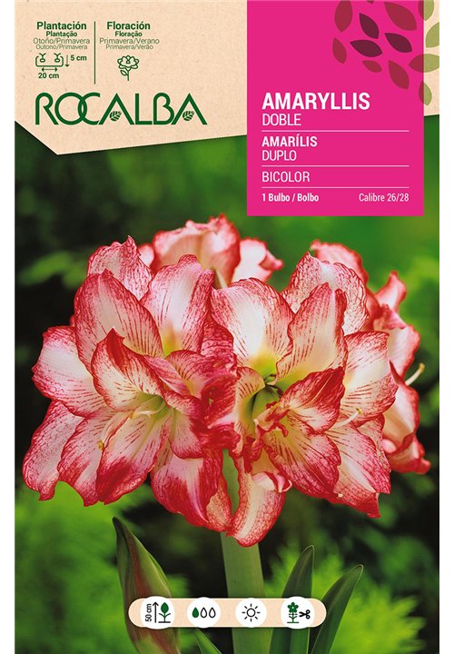 AMARYLLIS -DOBLE ROJO Y BLANCO