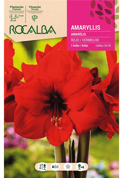 AMARYLLIS -ROJO