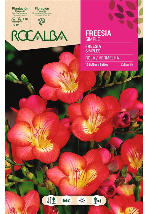 FREESIAS SIMPLES -ROJO