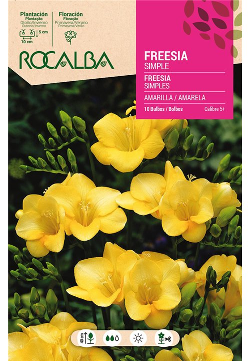 FREESIAS SIMPLES -AMARILLO