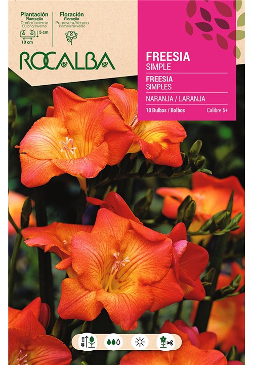 FREESIAS SIMPLES -NARANJA