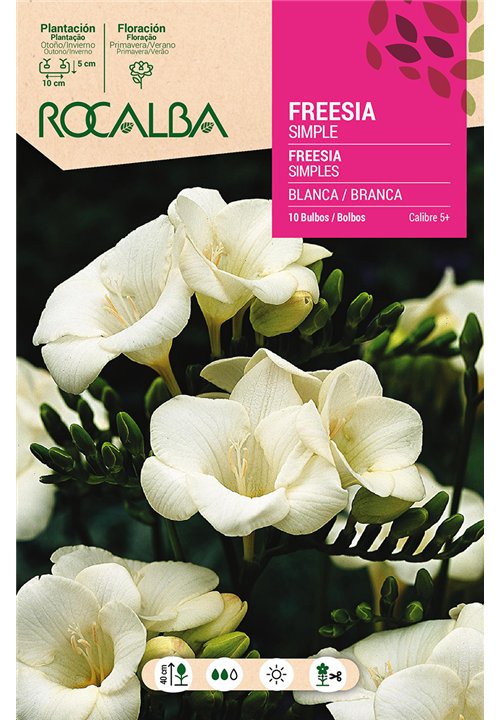 FREESIAS SIMPLES -BLANCO