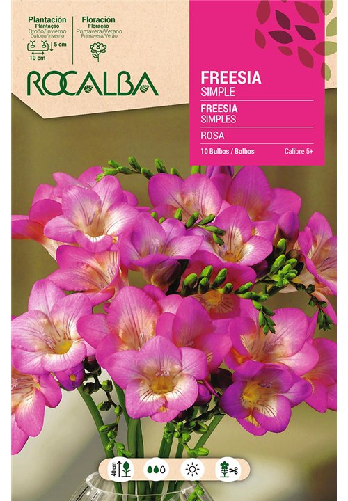 FREESIAS SIMPLES -ROSA