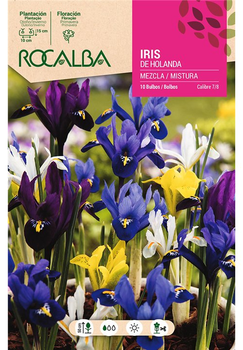IRIS DE HOLANDA -MEZCLA DE COLORES