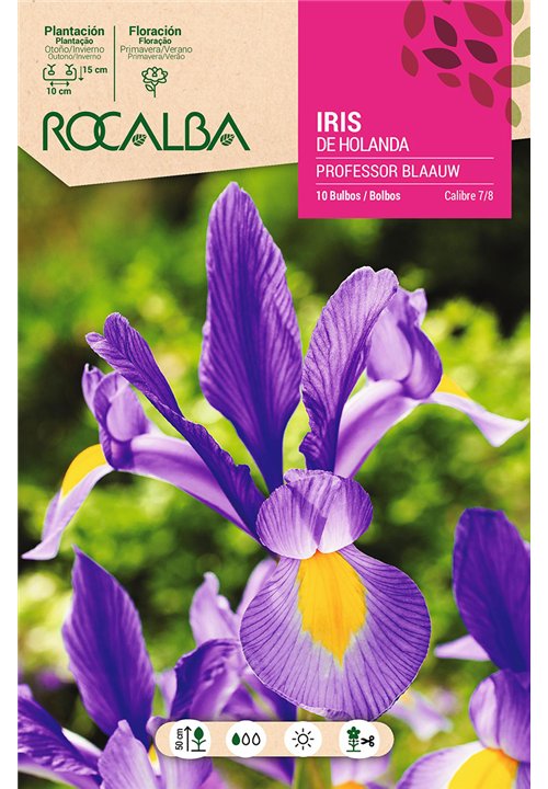 PROFESSOR BLAAUW -AZUL INTENSO