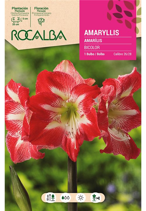 AMARYLLIS -BLANCO Y ROJO