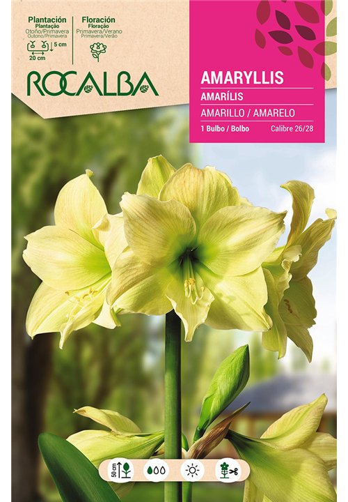 AMARYLLIS -AMARILLO