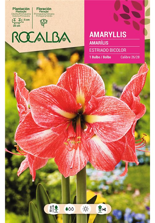 AMARYLLIS -ROSA ESTRIADO DE BLANCO