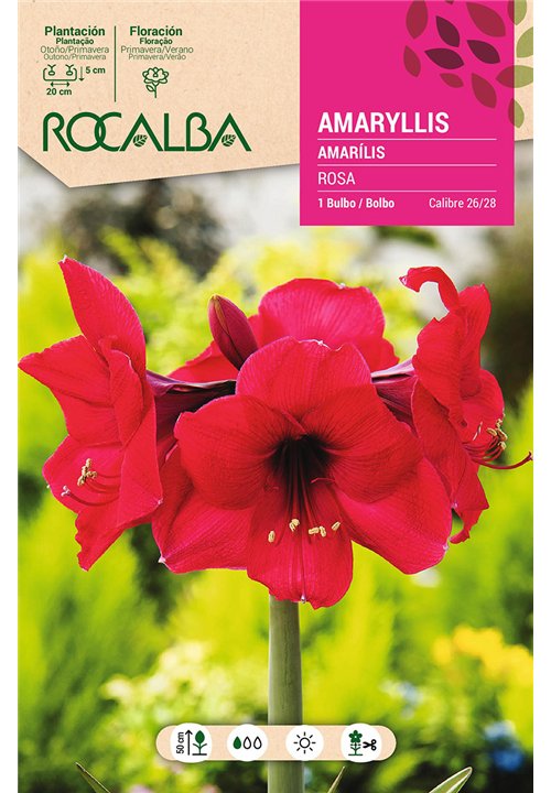 AMARYLLIS -ROSA