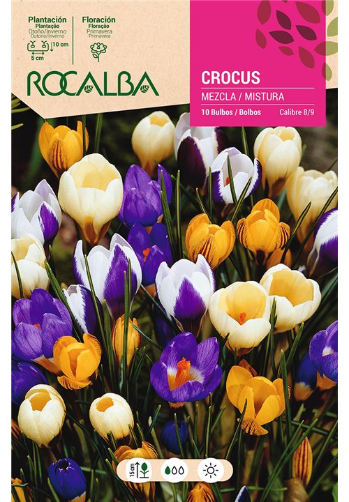 CROCUS -MEZCLA DE COLORES