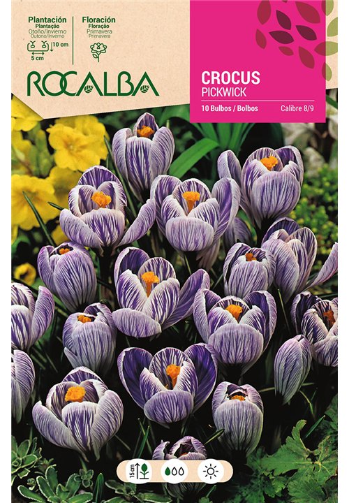 PICKWICK -AZUL ESTRIADO DE BLANCO