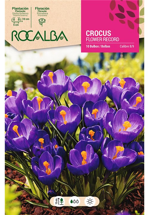 FLOWER RECORD -PURPURA