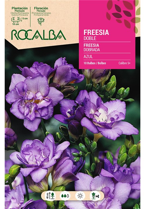 FREESIAS DOBLES -AZUL