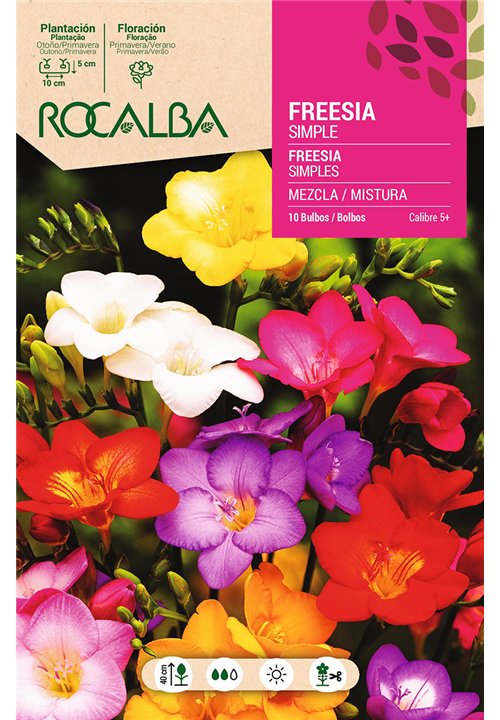 FREESIAS SIMPLES -MEZCLA DE COLORES