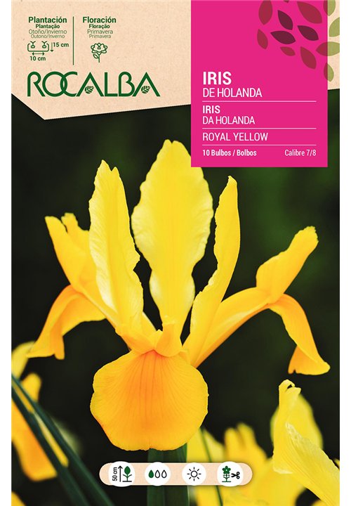 ROYAL YELLOW -AMARILLO