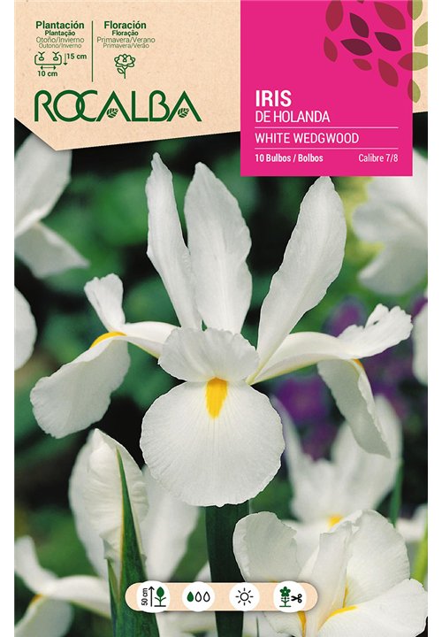 WHITE WEDGWOOD -BLANCO