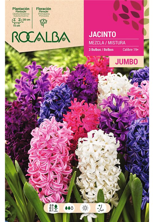 JACINTOS JUMBO -MEZCLA DE COLORES