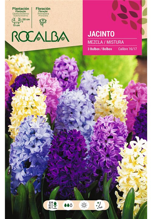 JACINTOS -MEZCLA DE COLORES