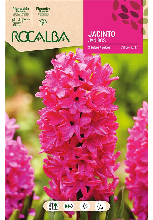 JAN BOS -ROJO INTENSO